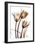 Tulip Arrangement in Brown-Albert Koetsier-Framed Art Print