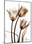 Tulip Arrangement in Brown-Albert Koetsier-Mounted Art Print