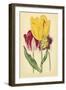 Tulip Array I-Vision Studio-Framed Art Print