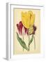 Tulip Array I-Vision Studio-Framed Art Print