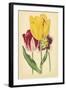 Tulip Array I-Vision Studio-Framed Art Print