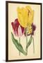 Tulip Array I-Vision Studio-Framed Art Print