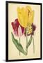 Tulip Array I-Vision Studio-Framed Art Print