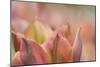 Tulip 'Artist' Scape-Cora Niele-Mounted Photographic Print