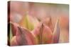 Tulip 'Artist' Scape-Cora Niele-Stretched Canvas