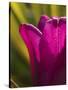 Tulip at Sarah P. Duke Gardens in Durham, North Carolina-Melissa Southern-Stretched Canvas