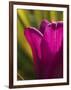 Tulip at Sarah P. Duke Gardens in Durham, North Carolina-Melissa Southern-Framed Photographic Print