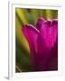 Tulip at Sarah P. Duke Gardens in Durham, North Carolina-Melissa Southern-Framed Photographic Print