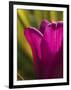 Tulip at Sarah P. Duke Gardens in Durham, North Carolina-Melissa Southern-Framed Photographic Print