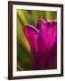 Tulip at Sarah P. Duke Gardens in Durham, North Carolina-Melissa Southern-Framed Photographic Print