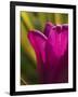 Tulip at Sarah P. Duke Gardens in Durham, North Carolina-Melissa Southern-Framed Photographic Print