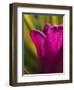 Tulip at Sarah P. Duke Gardens in Durham, North Carolina-Melissa Southern-Framed Photographic Print