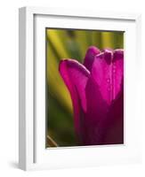 Tulip at Sarah P. Duke Gardens in Durham, North Carolina-Melissa Southern-Framed Photographic Print