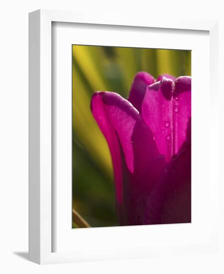 Tulip at Sarah P. Duke Gardens in Durham, North Carolina-Melissa Southern-Framed Photographic Print