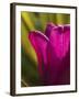 Tulip at Sarah P. Duke Gardens in Durham, North Carolina-Melissa Southern-Framed Photographic Print