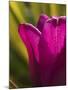 Tulip at Sarah P. Duke Gardens in Durham, North Carolina-Melissa Southern-Mounted Photographic Print