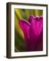 Tulip at Sarah P. Duke Gardens in Durham, North Carolina-Melissa Southern-Framed Photographic Print