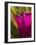 Tulip at Sarah P. Duke Gardens in Durham, North Carolina-Melissa Southern-Framed Photographic Print