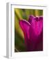 Tulip at Sarah P. Duke Gardens in Durham, North Carolina-Melissa Southern-Framed Photographic Print