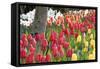 Tulip Bed I-Dana Styber-Framed Stretched Canvas