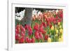 Tulip Bed I-Dana Styber-Framed Photographic Print