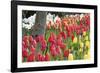 Tulip Bed I-Dana Styber-Framed Photographic Print