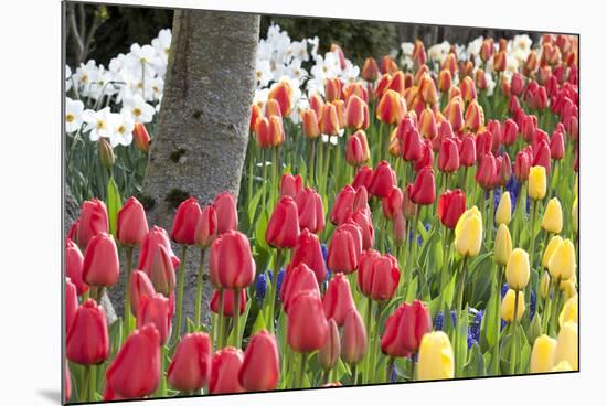 Tulip Bed I-Dana Styber-Mounted Photographic Print