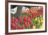 Tulip Bed I-Dana Styber-Framed Photographic Print