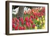 Tulip Bed I-Dana Styber-Framed Photographic Print