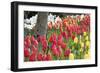 Tulip Bed I-Dana Styber-Framed Photographic Print