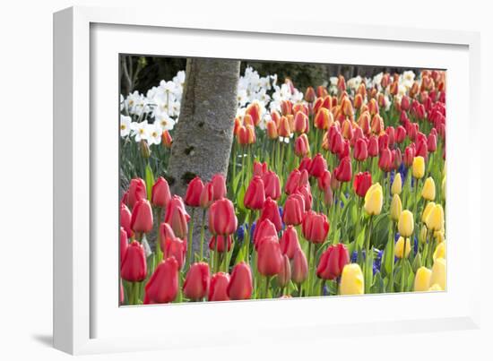 Tulip Bed I-Dana Styber-Framed Photographic Print