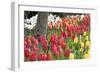 Tulip Bed I-Dana Styber-Framed Photographic Print