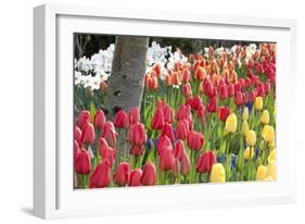 Tulip Bed I-Dana Styber-Framed Photographic Print