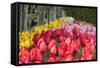 Tulip Bed II-Dana Styber-Framed Stretched Canvas
