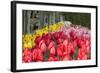 Tulip Bed II-Dana Styber-Framed Premium Photographic Print