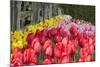 Tulip Bed II-Dana Styber-Mounted Premium Photographic Print