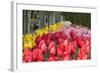 Tulip Bed II-Dana Styber-Framed Photographic Print