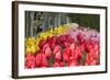 Tulip Bed II-Dana Styber-Framed Photographic Print