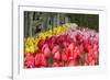 Tulip Bed II-Dana Styber-Framed Photographic Print