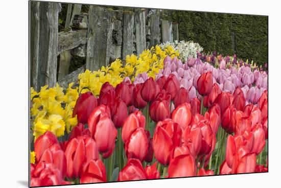 Tulip Bed II-Dana Styber-Mounted Photographic Print