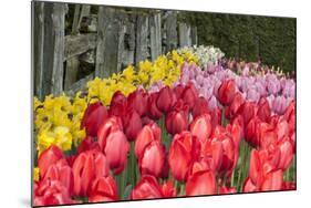 Tulip Bed II-Dana Styber-Mounted Photographic Print