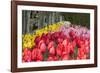 Tulip Bed II-Dana Styber-Framed Photographic Print