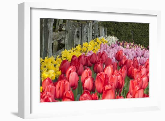 Tulip Bed II-Dana Styber-Framed Photographic Print
