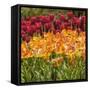 Tulip Beds at Longwood Garden Spring-Richard T. Nowitz-Framed Stretched Canvas