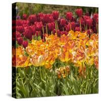 Tulip Beds at Longwood Garden Spring-Richard T. Nowitz-Stretched Canvas