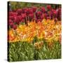 Tulip Beds at Longwood Garden Spring-Richard T. Nowitz-Stretched Canvas