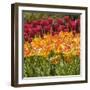 Tulip Beds at Longwood Garden Spring-Richard T. Nowitz-Framed Photographic Print