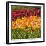 Tulip Beds at Longwood Garden Spring-Richard T. Nowitz-Framed Photographic Print