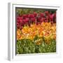 Tulip Beds at Longwood Garden Spring-Richard T. Nowitz-Framed Photographic Print