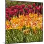 Tulip Beds at Longwood Garden Spring-Richard T. Nowitz-Mounted Photographic Print